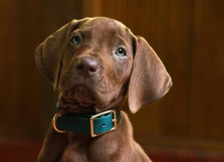‘Scooby-Doo’: TERMINAM as filmagens da série live-action da Netflix!